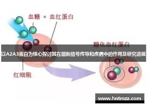 以A2A3蛋白为核心探讨其在细胞信号传导和疾病中的作用及研究进展